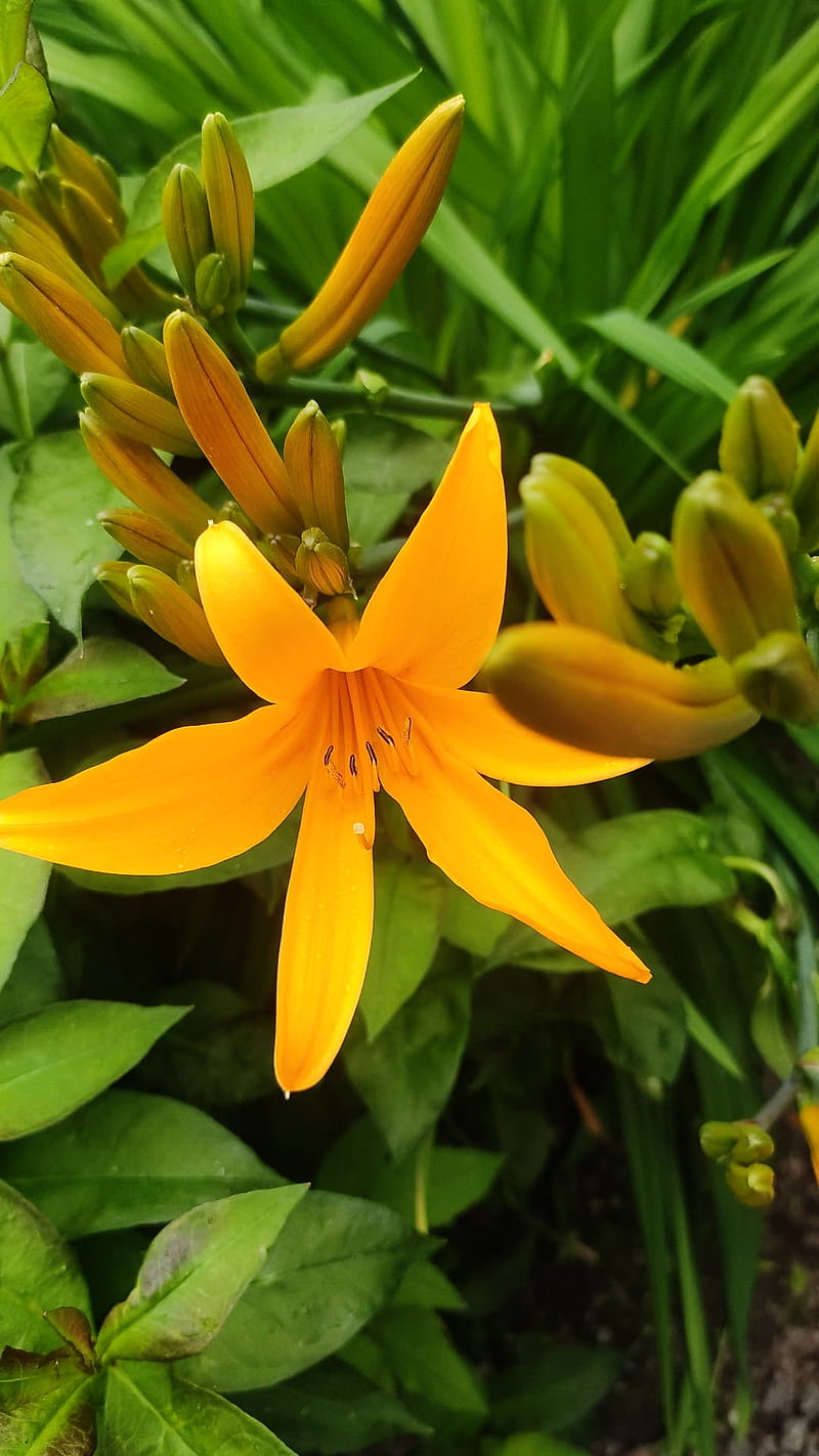 Trout Lilly, trout lillt, flower, HD phone wallpaper Trout Lilly, trout lillt, flower, HD phone wallpaper