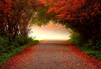Autumn Colors, fall, pretty, colorful, autumn, grass, autumn leaves ...