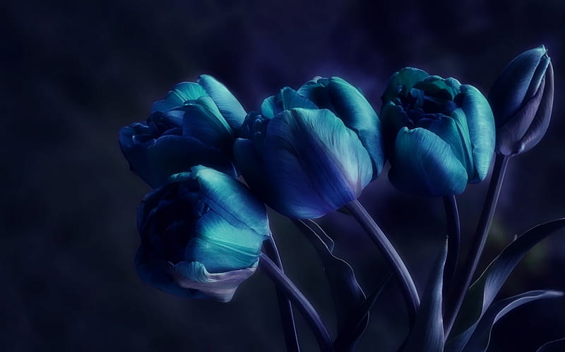 Signs of Spring, flowers, fantasy, spring, tulips, HD wallpaper