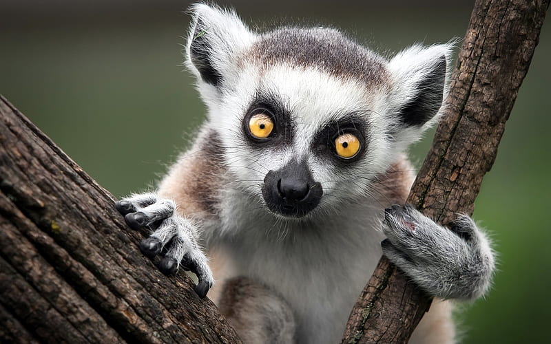 ring-tailed lemur monkey-Animal, HD wallpaper