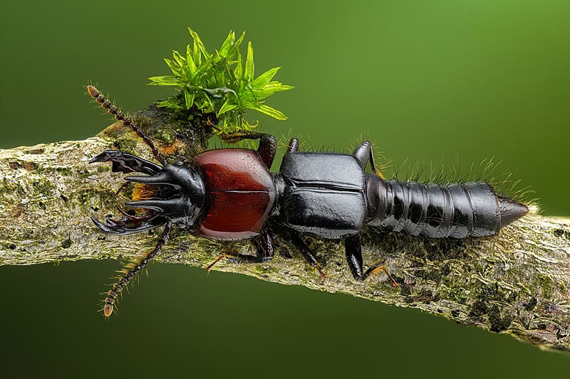Beetles, zoology, entomology, animals, insects, HD wallpaper