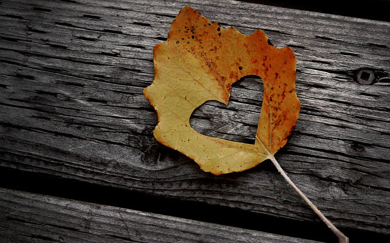 heart leaf autumn-love theme, HD wallpaper