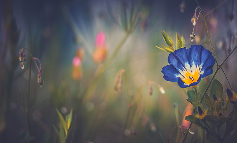 Blue Morning Glory Flower, flowers, blue, HD wallpaper