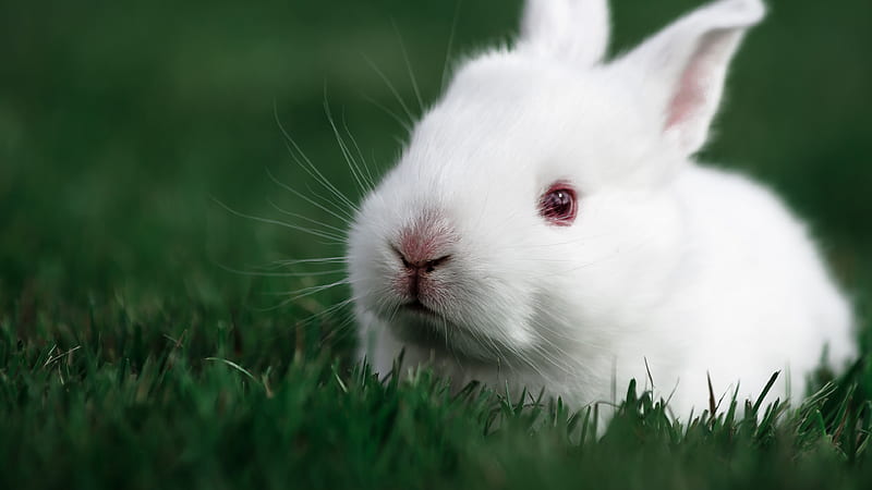 Cute Rabbit, rabbit, cute, animals, HD wallpaper | Peakpx