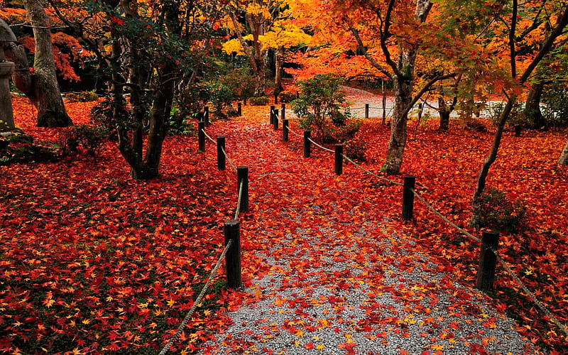 Colorful autumn leaves-Enkoji Temple Autumn, HD wallpaper