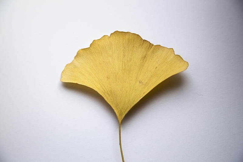 From above of dry leaf of Ginkgo tree on white surface in studio, HD wallpaper