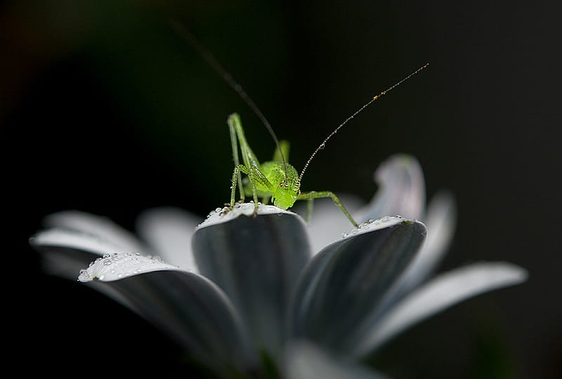 green thing Jumping, grasshopper, green, black, locust, white, HD wallpaper