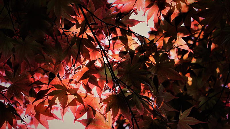 Red Autumn Season Leaves Resolution, , Background, and, HD wallpaper ...