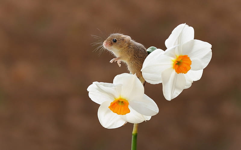 Mouse and daffodils, daffodils, yellow, animal, cute, mouse, pars, flower, srping, rodent, white, HD wallpaper