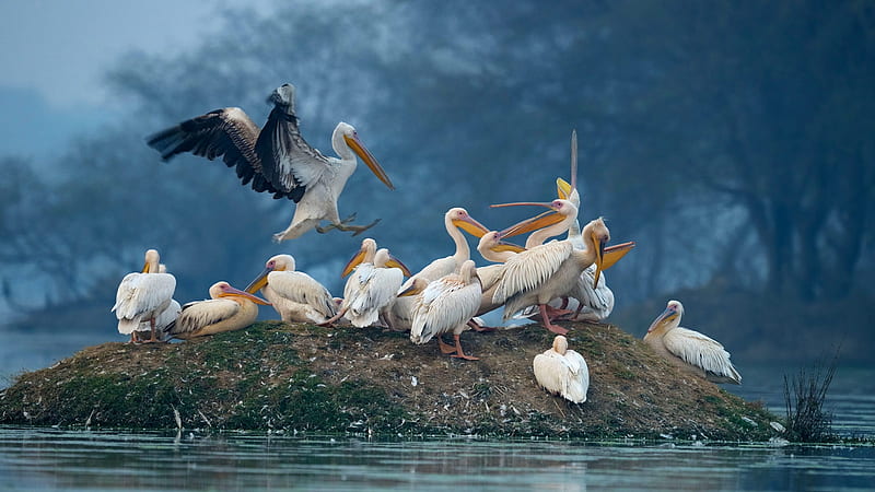 Pelicans, pelican, white, blue, bharatpur bird sanctuary, bird, pasari, HD wallpaper