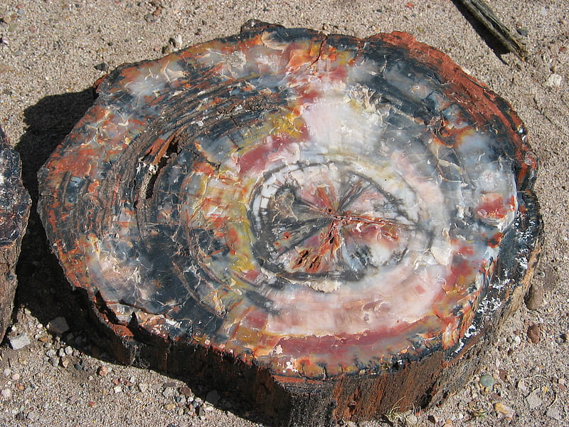 Petrified Wood, tree, nature, desert, fossil, HD wallpaper