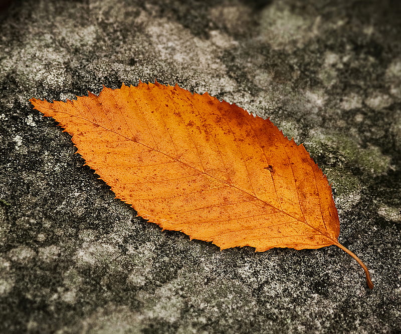 Fallen Leaf, autumn, HD wallpaper