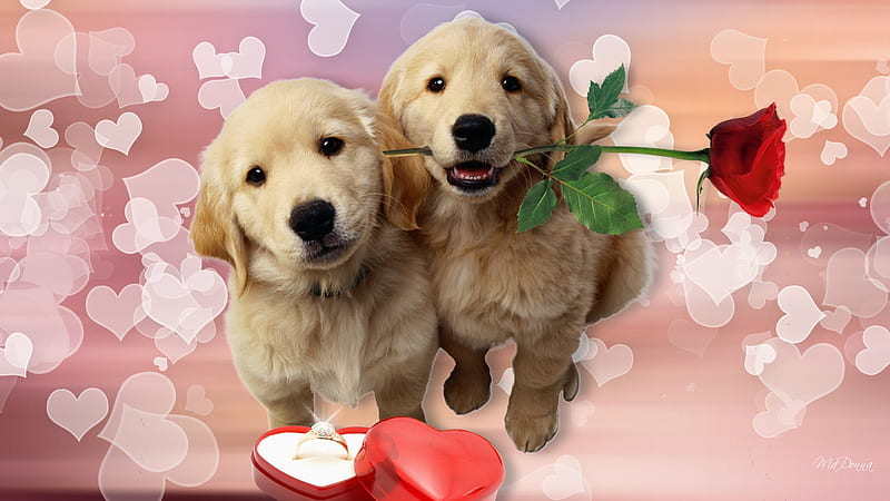 Puppys Love, valentines day, romantic, roses, corazones, golden retriever, puppies, propose, love, pup, ring, dogs, puppy, HD wallpaper