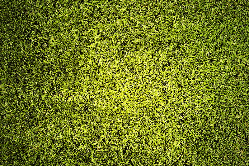lawn, grass, greenery, texture, green, HD wallpaper