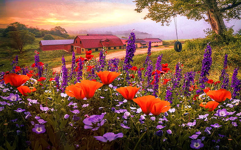 Springtime at the Farm, hills, poppies, blossoms, colors, sunset, sky, trees, barn, HD wallpaper