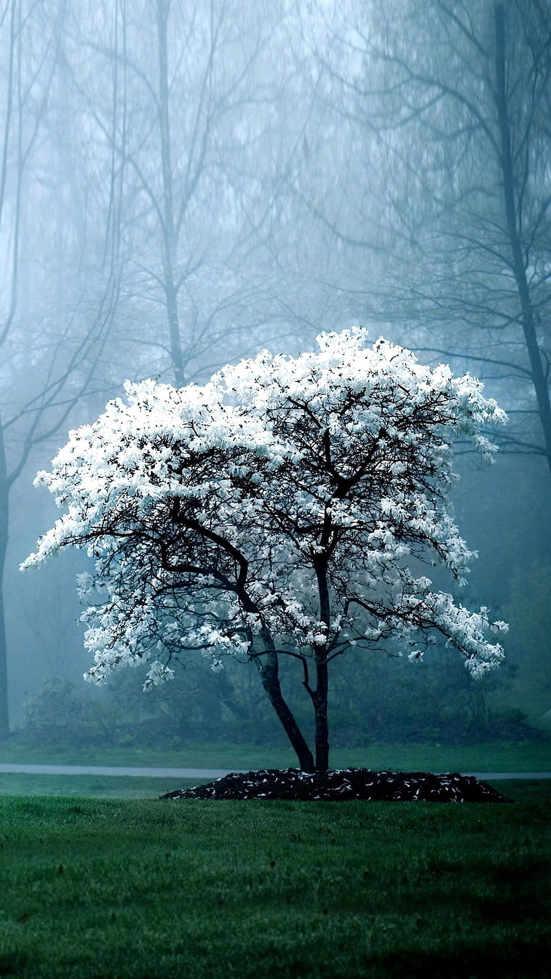 tree white, arbre, blanc, tree, white, HD phone wallpaper