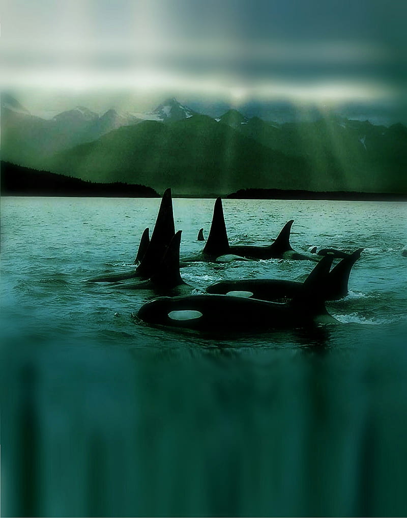 Emerald Orcas, killer whales, ocean, orca, HD phone wallpaper