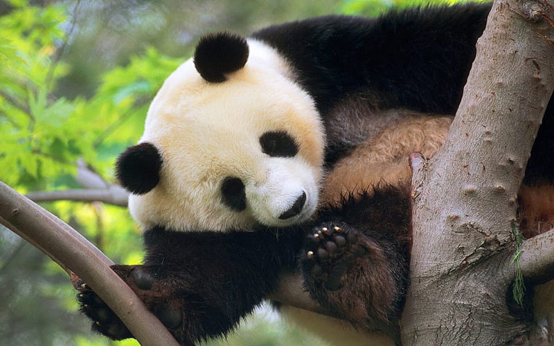 Tree panda, HD wallpaper | Peakpx