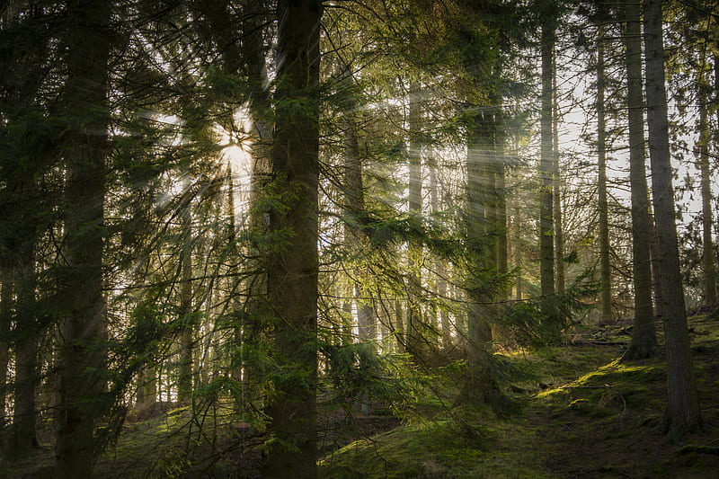 sun, rays, trees, forest, HD wallpaper