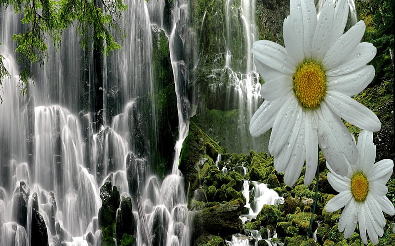 DAISIES & WATERFALLS, daisies, blossom, green, nature, waterfalls, HD wallpaper