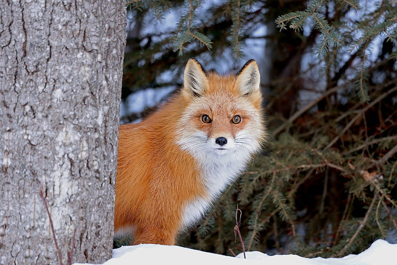 Animal, Fox, Stare, Wildlife, HD wallpaper