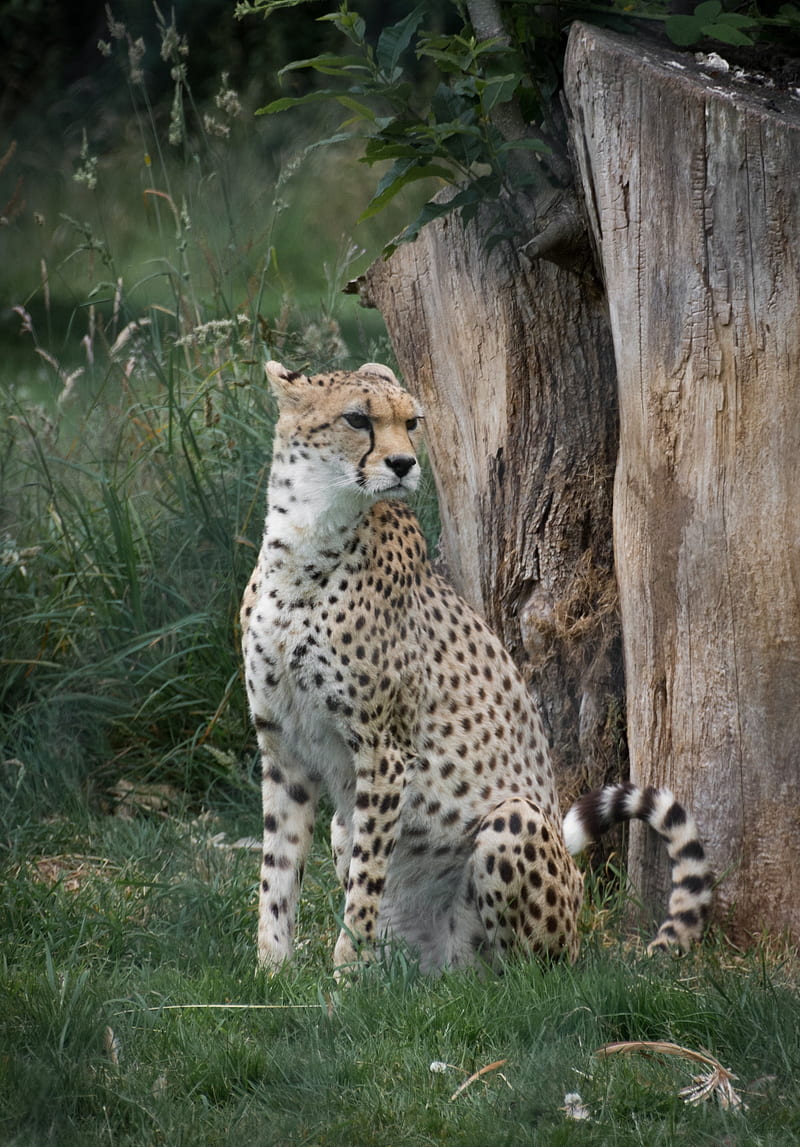 cheetah, big cat, predator, glance, HD phone wallpaper