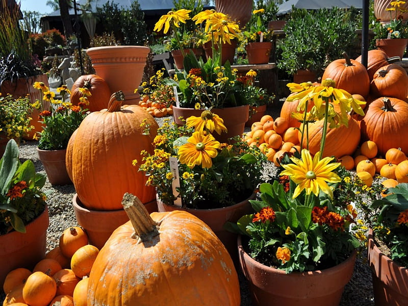 Pumpkin season, autumn, orange, halloween, ginger, yellow, pot, leaf, green, pumpkin, flower, garden, season, october, HD wallpaper