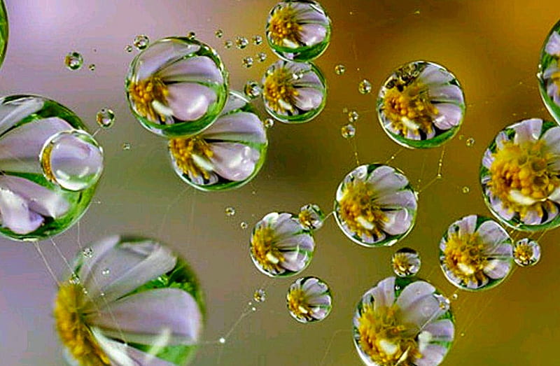 Bubbles, pretty, nice, Flovers, cool, bonito, HD wallpaper