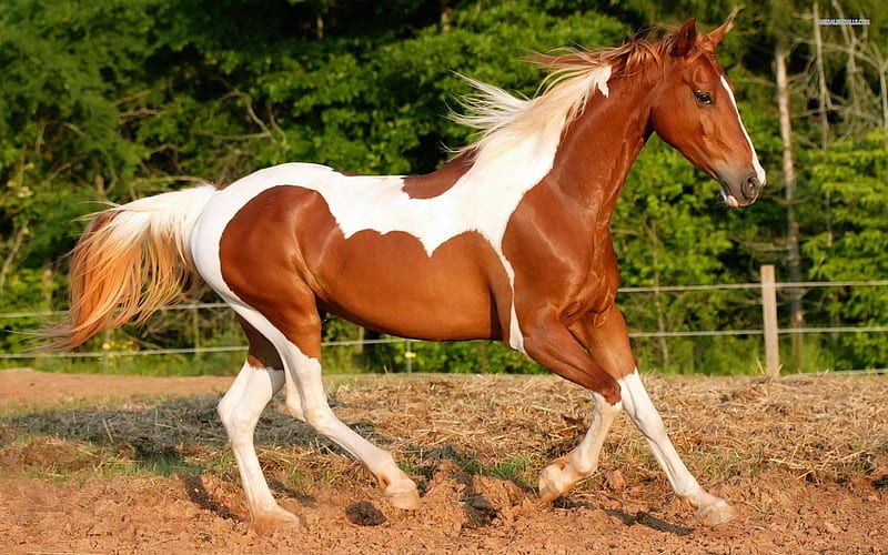 Trotting Paint, paint horse, ponies, nature, animals, horses, trotting horses, HD wallpaper
