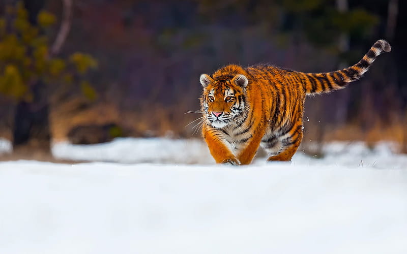 tiger, predator, wildlife, young tiger, snow, winter, wild cat, HD wallpaper