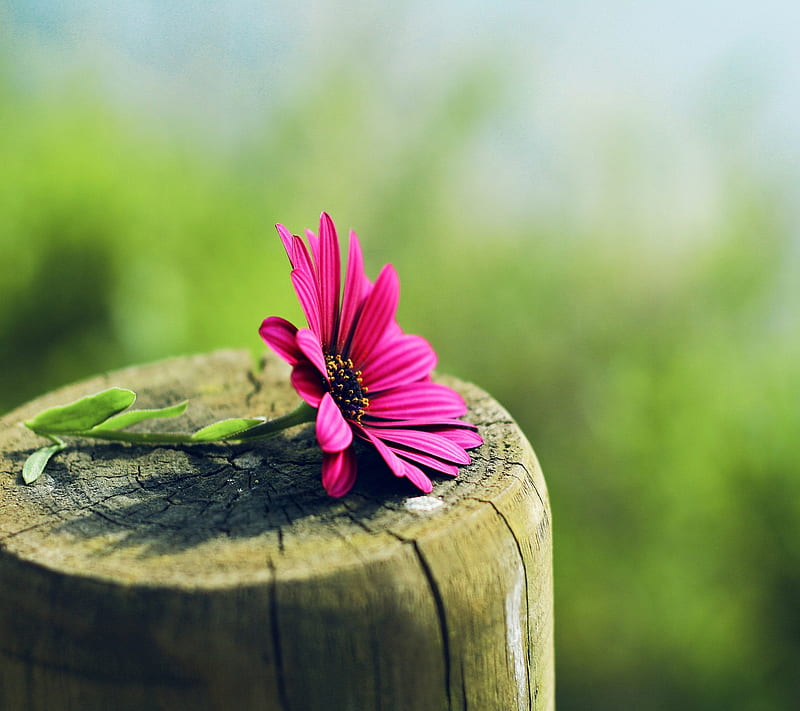 Forest flower, lovely, nice, pink, HD wallpaper | Peakpx