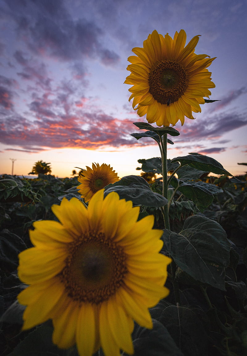 sunflowers, field, flowers, bloom, HD phone wallpaper