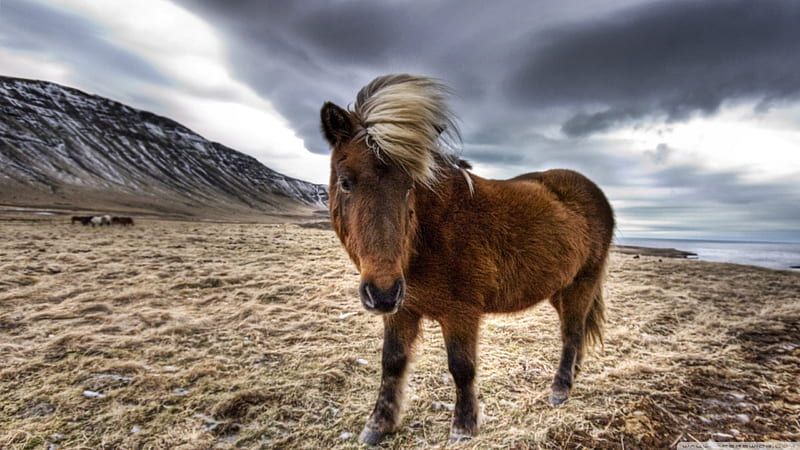 brown horse in iceland, mountain, nature, sky, horse, HD wallpaper