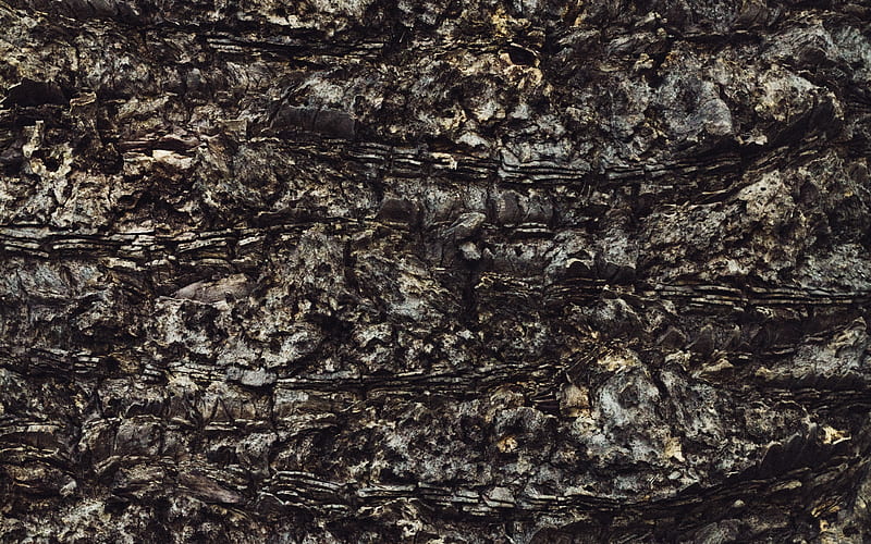 tree bark old tree, wood texture, close-up, HD wallpaper