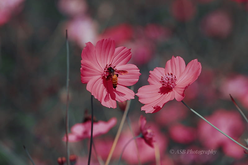 Abeja flor rosa, naturaleza, tumblr, Fondo de pantalla HD | Peakpx