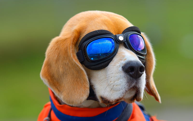 Beagle, spectacles, cute dog, pets, dogs, cute animals, Beagle Dog, HD wallpaper