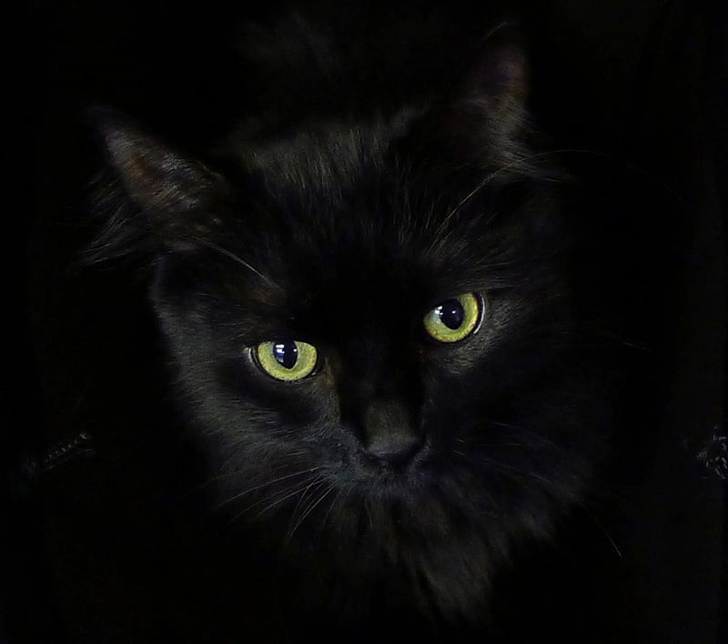 Black on black, whiskers, shiny nose, ears, black, bag, yellow eyes, cat, fur, HD wallpaper