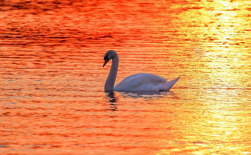 Swan, water, bird, orange, sunet, yellow, sunrise, HD wallpaper