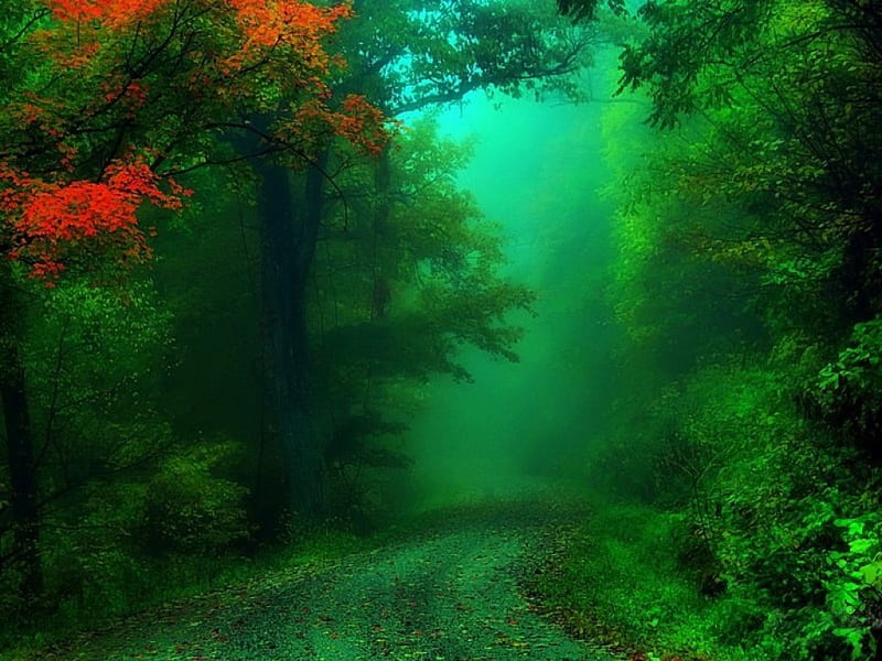 AQUAMARINE MIST, forest, autumn colours, trees, shrubbery, seasons, fog, foliage, mist, roads, pathway, lane, HD wallpaper