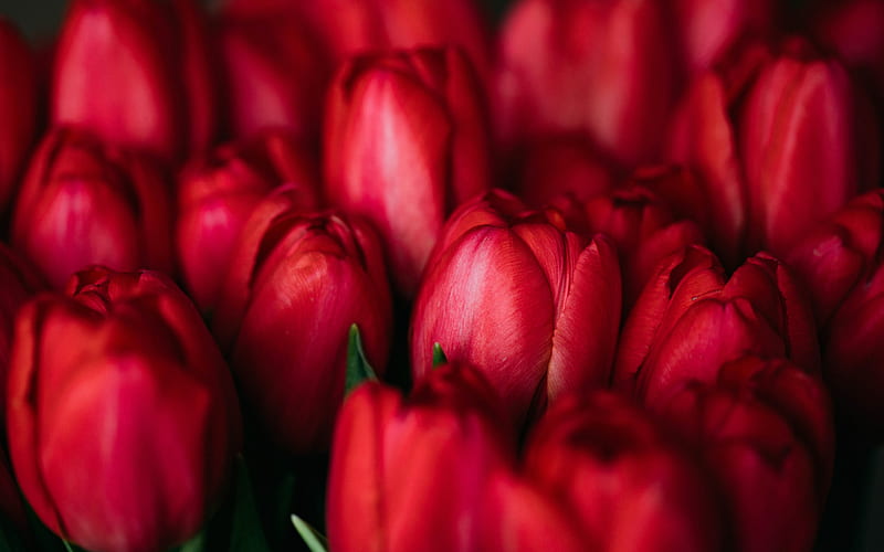 red tulips, macro, buds of red tulips, spring flowers, spring, background with red tulips, Red flowers, HD wallpaper