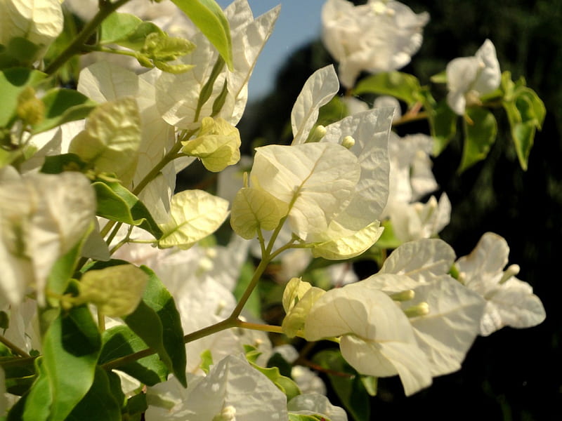 Pure, flower, white, bougainvillea, bush, HD wallpaper