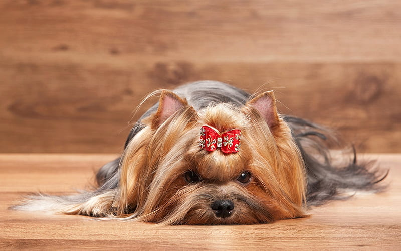 Yorkshire terrier, dogs, bow, cute animals, HD wallpaper
