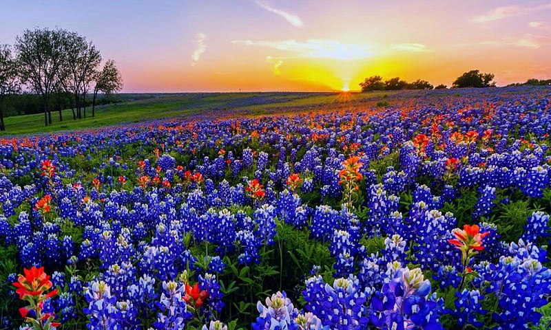 Texas wildflowers, pretty, lovely, bonito, sunset, trees, sky, texas, bluebonnets, wildflowers, summer, sunrise, field, HD wallpaper