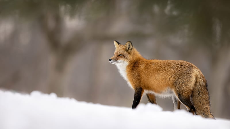 Brown Black White Fox Is Standing On Snow Fox, HD wallpaper