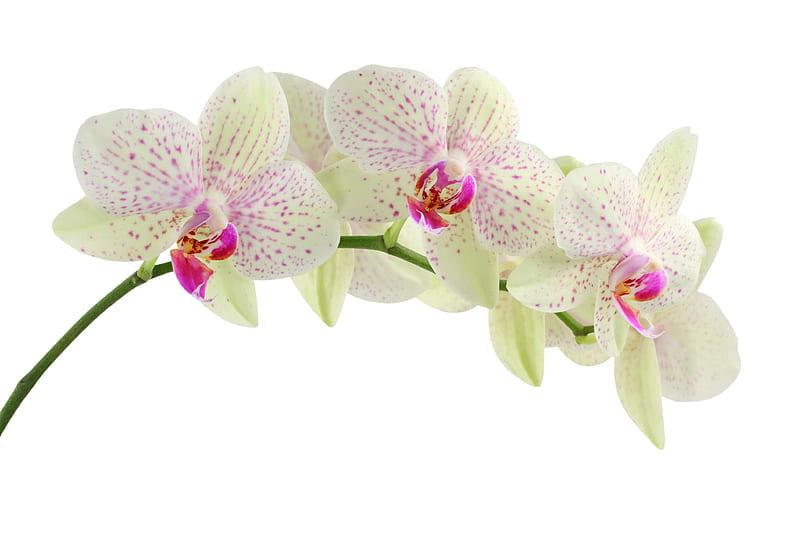 Orchid, romantic, romance, flower, petals, white, exoctic, HD wallpaper