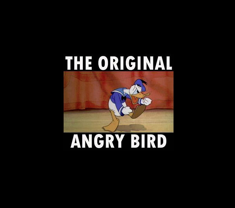 Orignal Angry Bird, animation, donal, duck, facebook, funny, lol, HD wallpaper