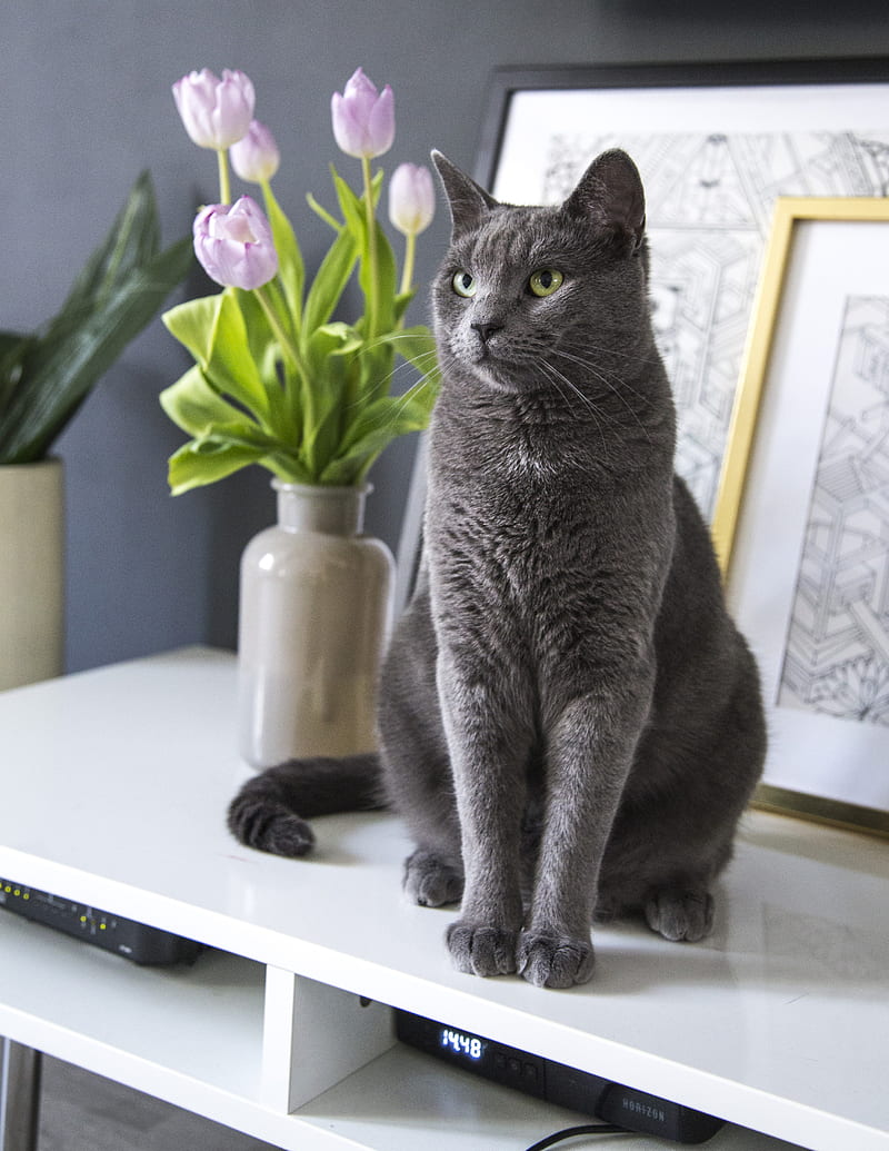 russian blue cat on white table, HD phone wallpaper