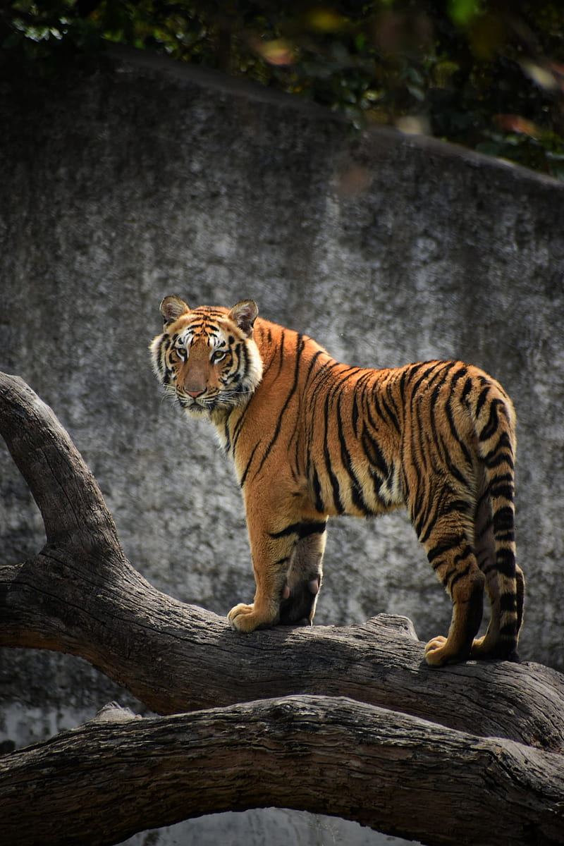 Royal Bengal Tiger, West Bengal, HD phone wallpaper