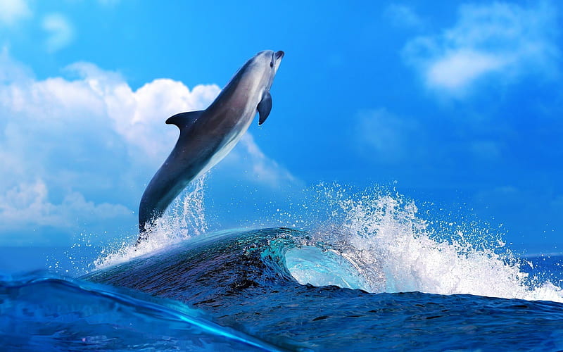 Dolphin, sea, waves, mammal, Bottlenose Dolphin, HD wallpaper | Peakpx