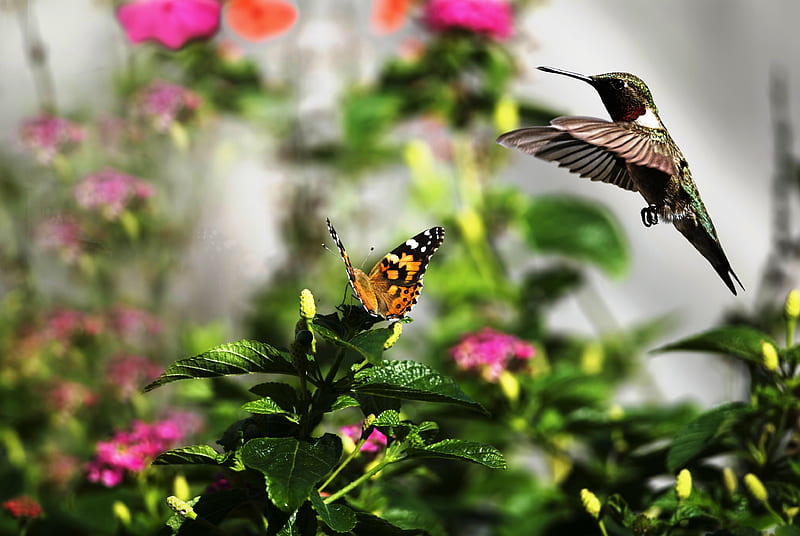 A Birds & Butterfly, bids, cute, nice, butterfly, HD wallpaper
